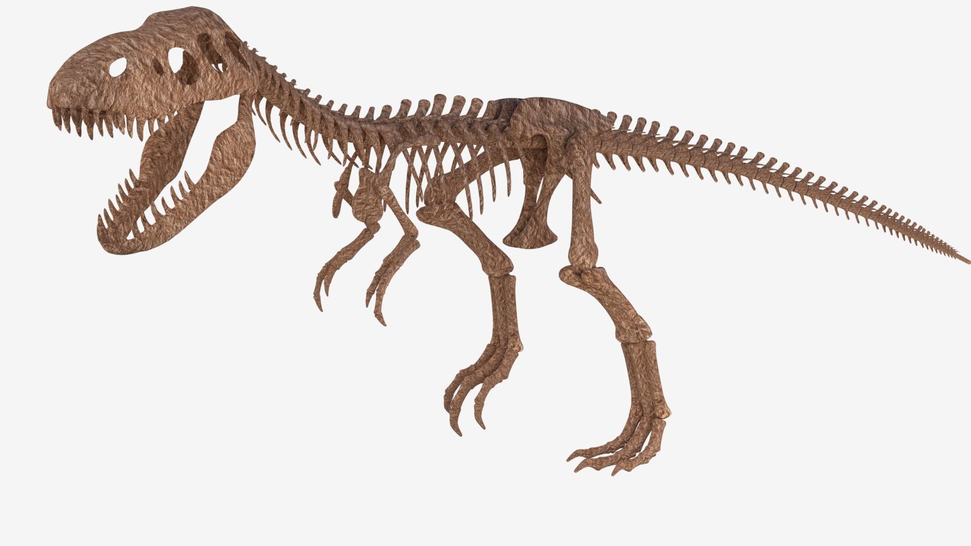 Tyrannosaurus Rex Skeleton 3D model_0