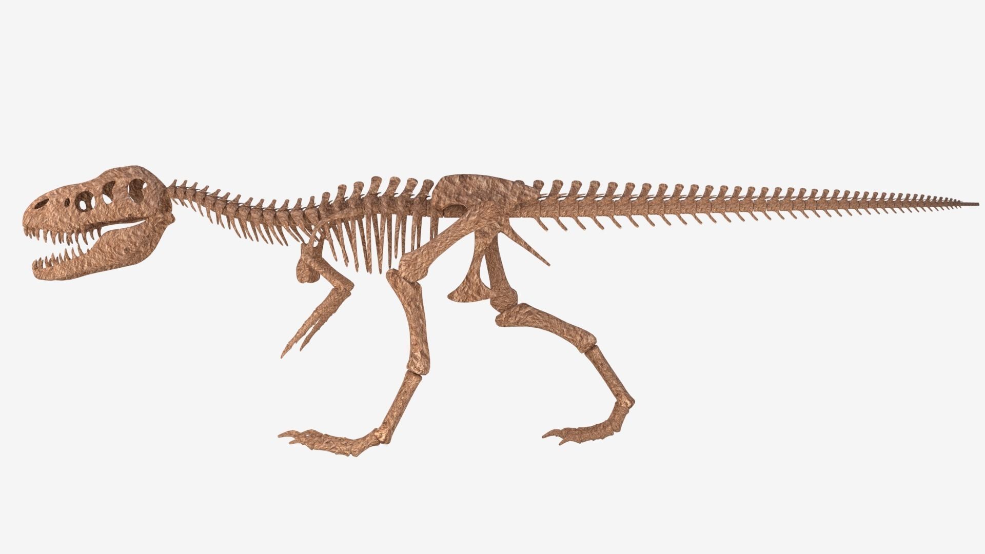 Tyrannosaurus Rex Skeleton 3D model_5