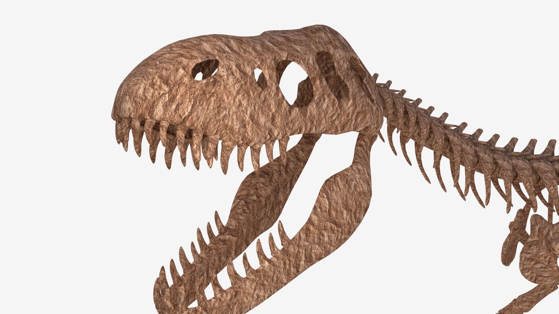 Tyrannosaurus Rex Skeleton 3D model_6