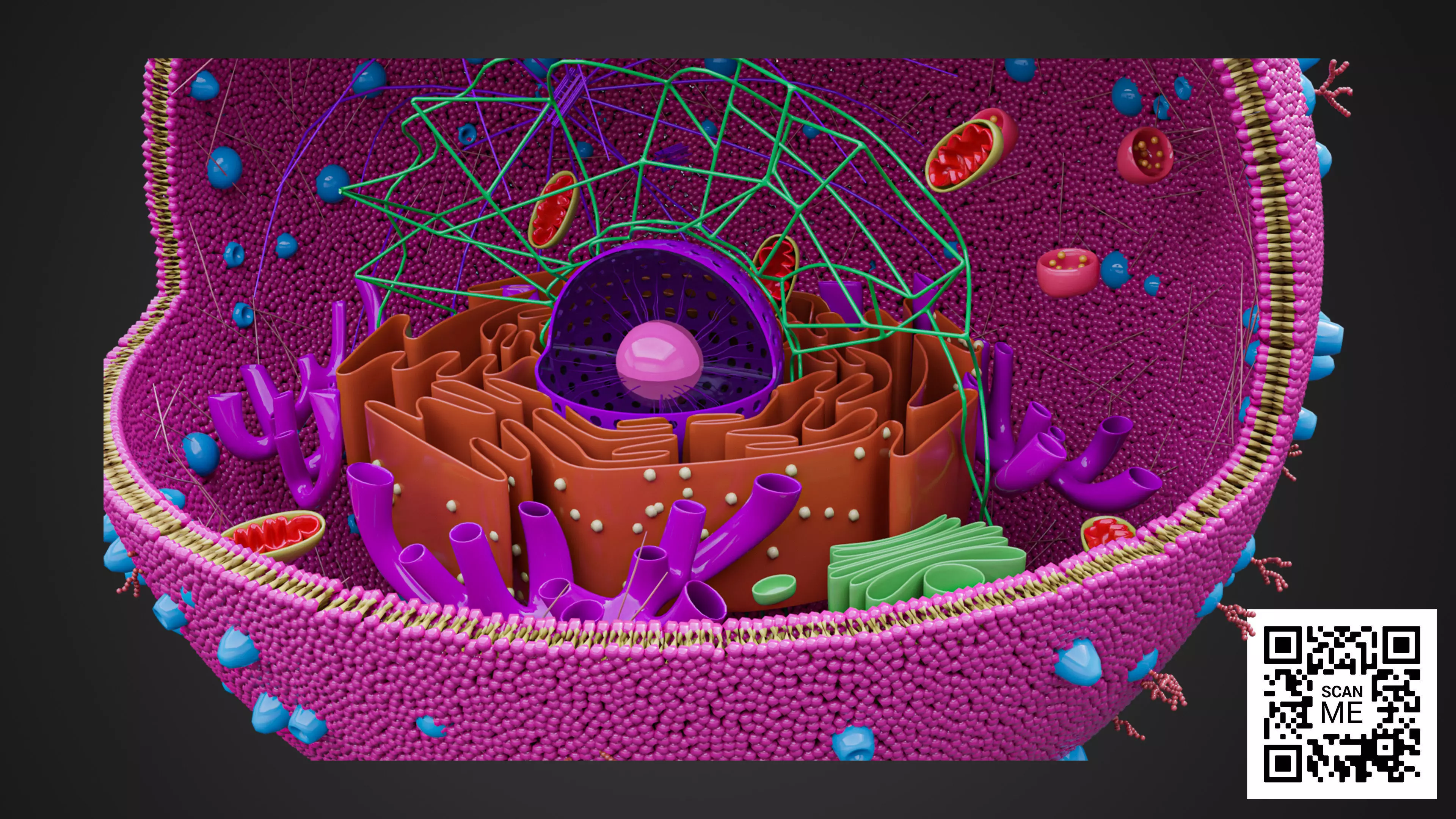 Eukaryotic Cell Anatomy Cross Section Organelles Nucleus Low-poly 3D model
