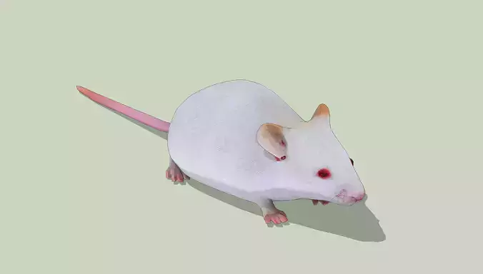 White Mouse