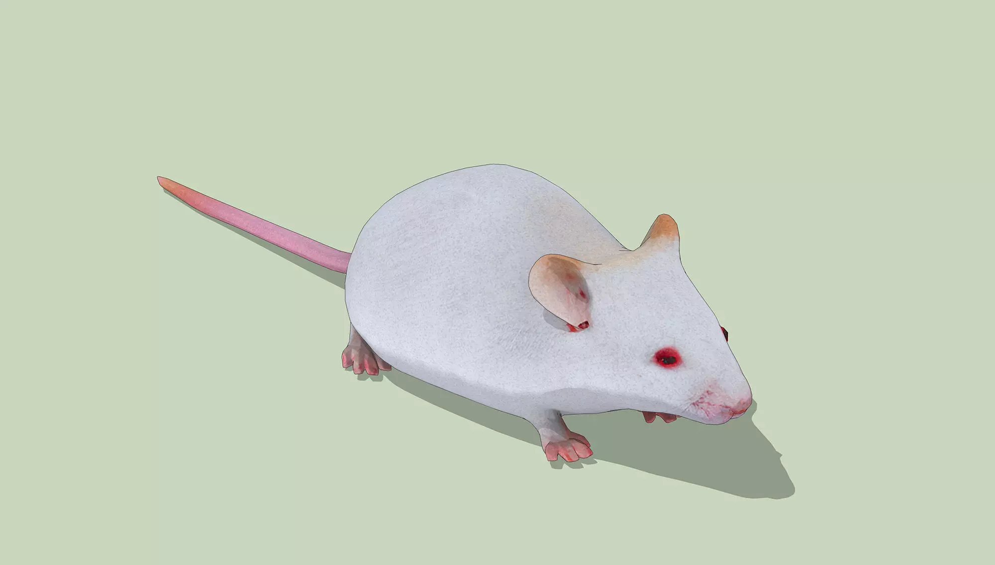 White Mouse Low-poly 3D model