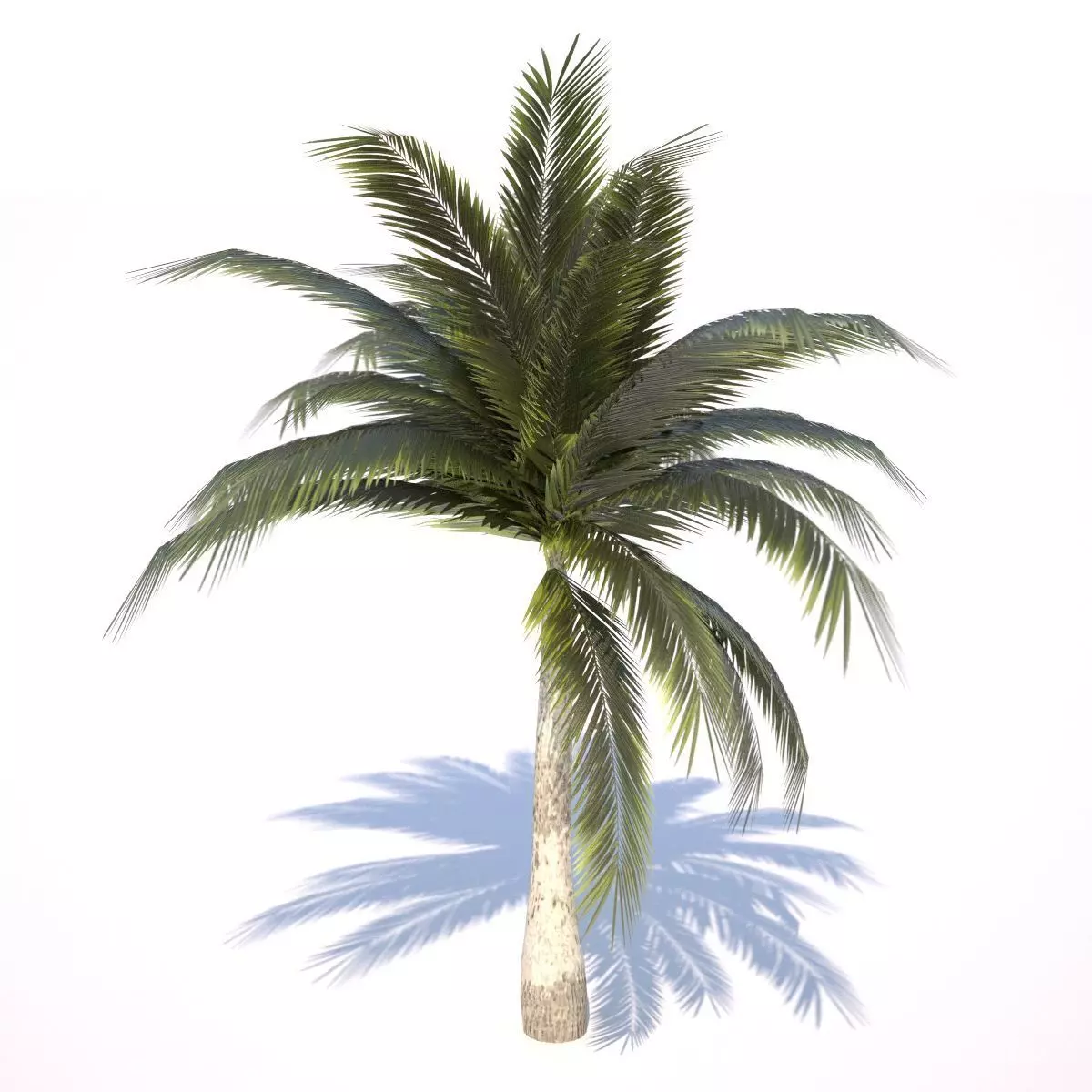 Coconut Palm Tree - 03 med poly Low-poly 3D model_0