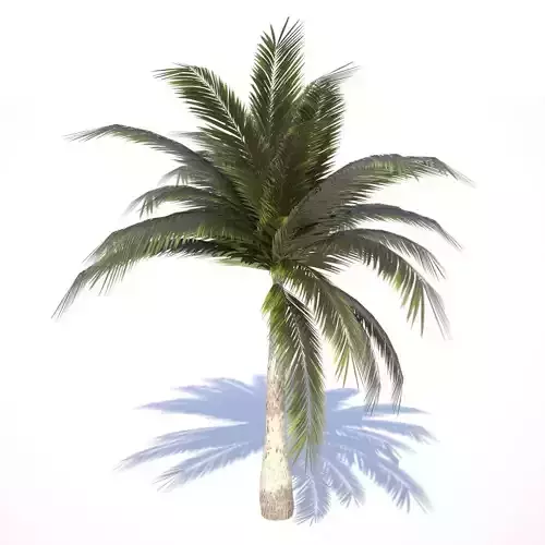 Coconut Palm Tree - 03 med poly