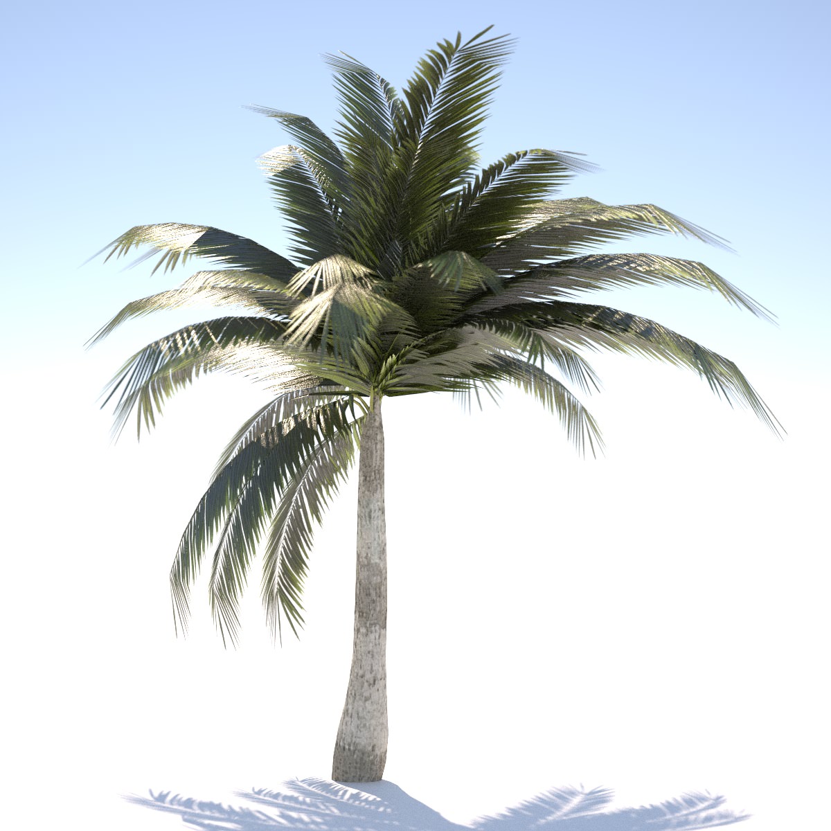 Coconut Palm Tree - 03 med poly Low-poly 3D model_2