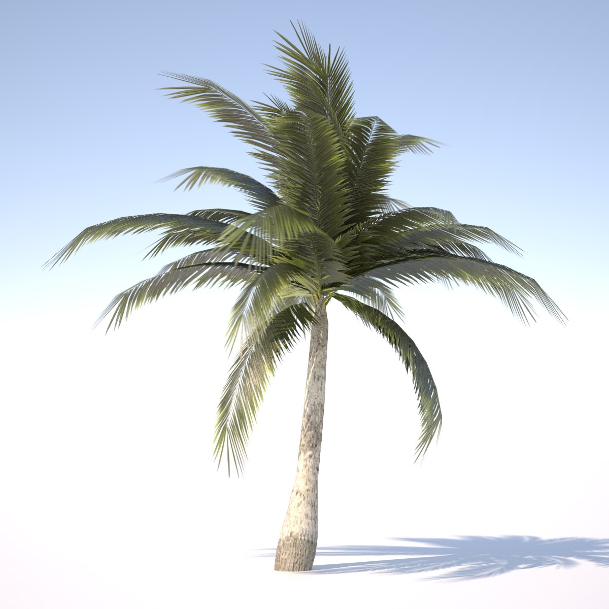 Coconut Palm Tree - 03 med poly Low-poly 3D model_1