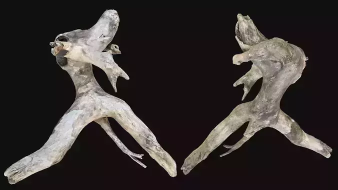Human-shaped Tree Trunk Branch Wood 3D Scan in highpoly