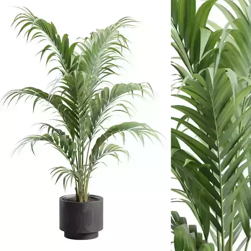 Areca Palm in Dark Planter