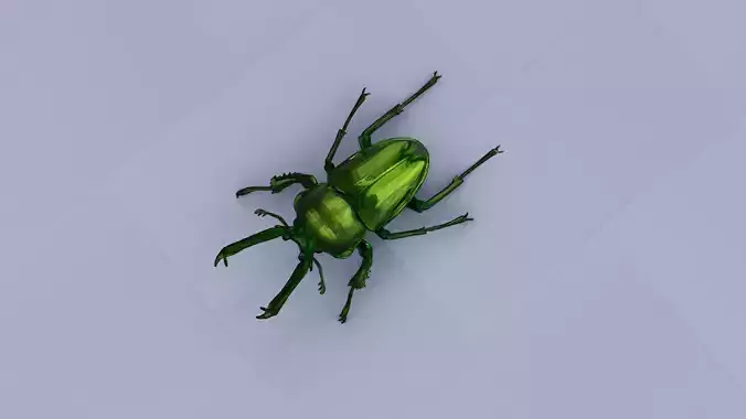 Green Stag Beetle
