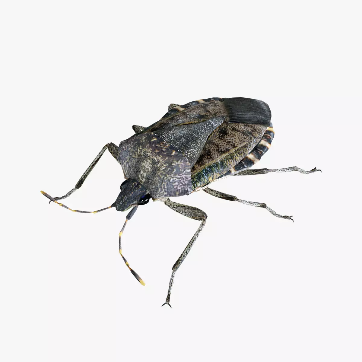 Brown marmorated stink bug Halyomorpha halys Low-poly 3D model
