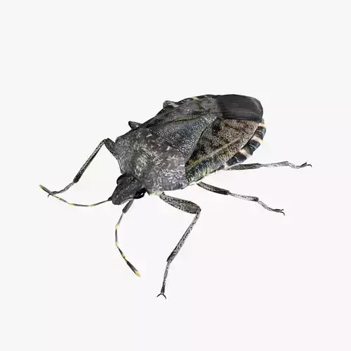 Brown marmorated stink bug Halyomorpha halys Low-poly 3D model