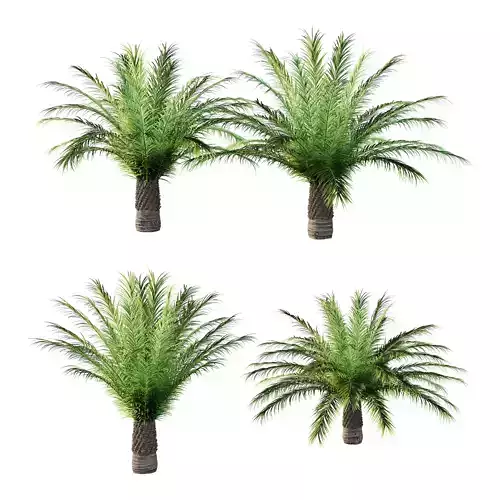 Phoenix roebelenii Palm Trees 04