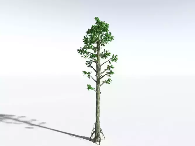 EVERYPlant Cordaites Ludlowi LowPoly