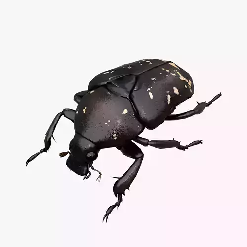Spotted Chafer Beetle Protaetia brevitarsis Low-poly 3D model