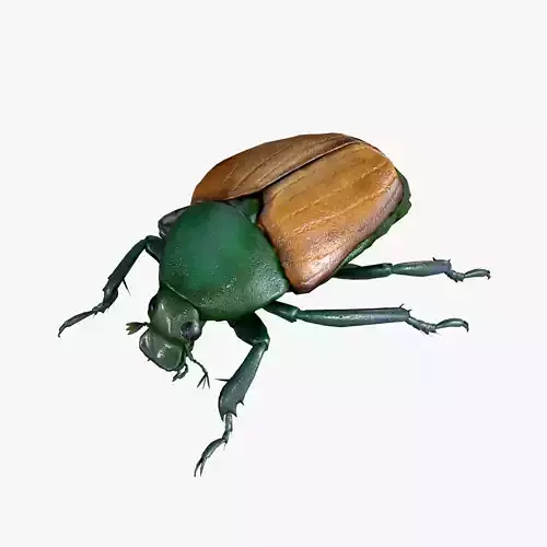 Beetle Chafer Popillia quadriguttata