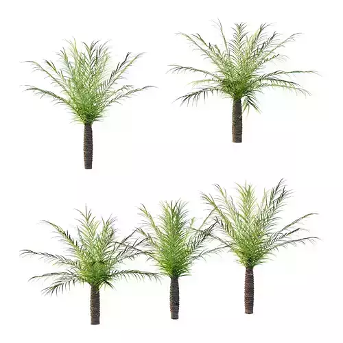 Phoenix roebelenii Palm Trees 05