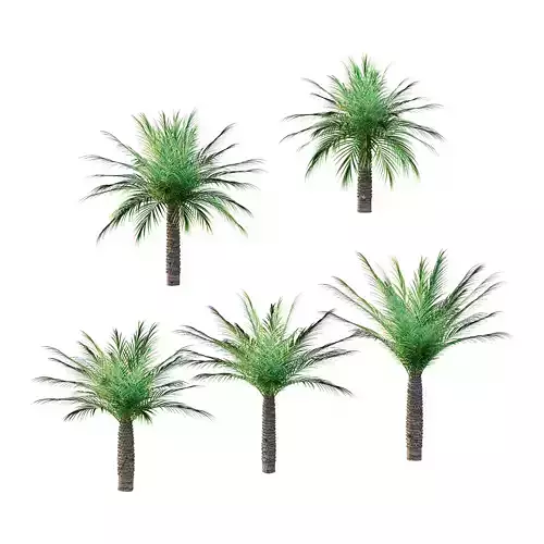 Phoenix roebelenii Palm Trees 06