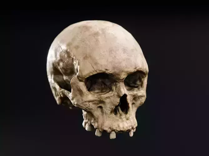 Skull