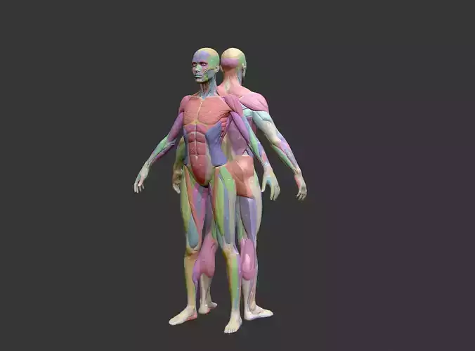 Realistic Human Muscle Anatomy Model FBX OBJ 