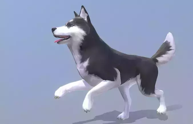 HUSKY DOG CONFIDENT RUNNING Fbx Pbr Animated