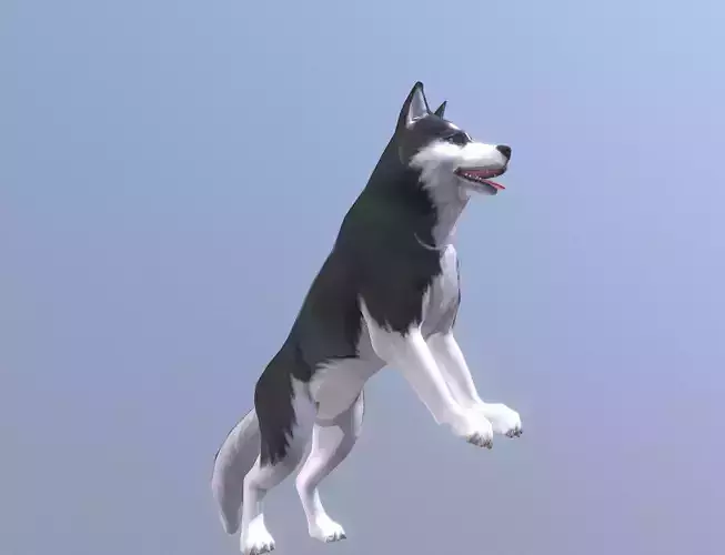 HUSKY DOG JUMP AND PLAYING Fbx Animated