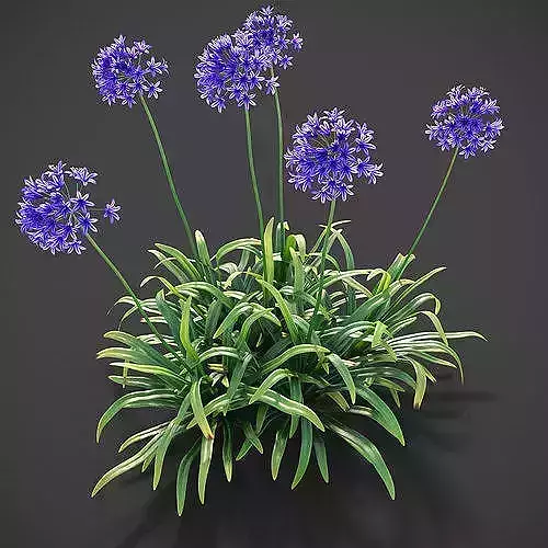 Agapanthus Blue Burst Ultra-Realistic 3D Plant Model