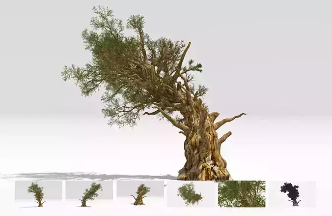 Pine Bristlecone Field-02