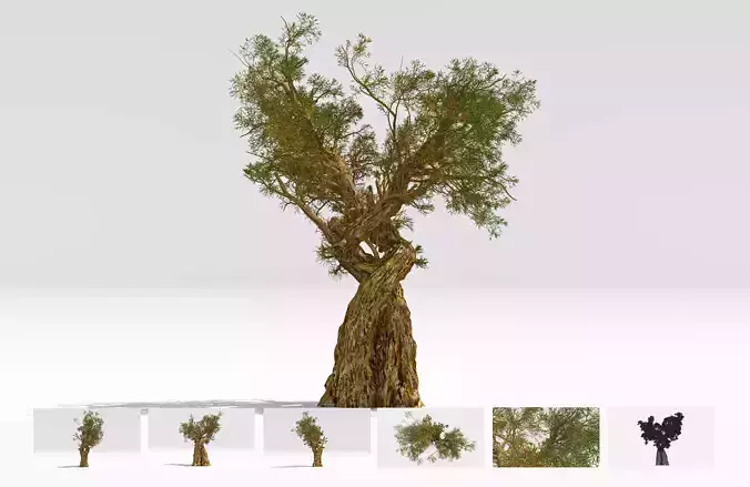 Pine Bristlecone Field-03