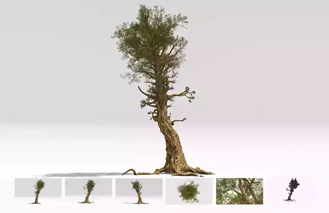 Pine Bristlecone Field-04