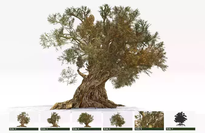 Pine Bristlecone Field-05