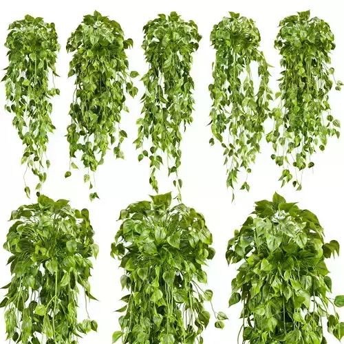 plant vol 730 - Hanging - Pothos - Araceae - Ampelous