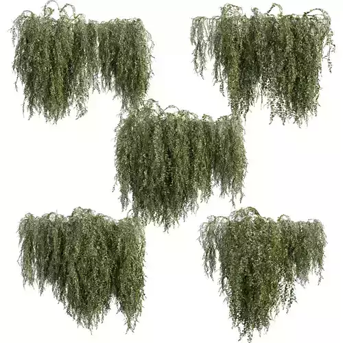 plant vol 734 - bush - Outdoor - ivy