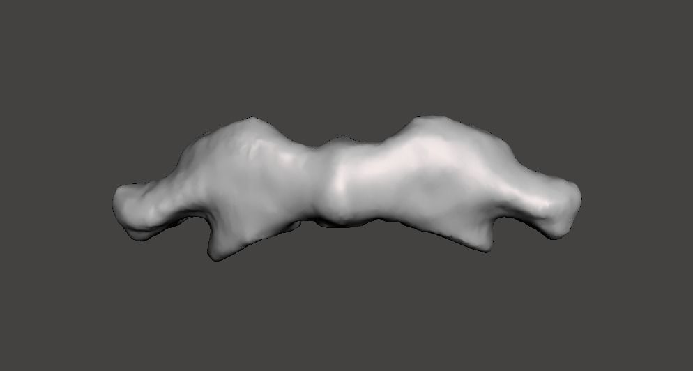 1st Cervical Vertebra - female 3D model_26