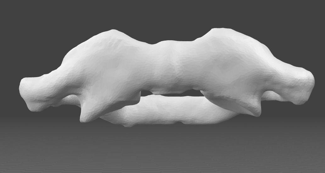 1st Cervical Vertebra - female 3D model_5