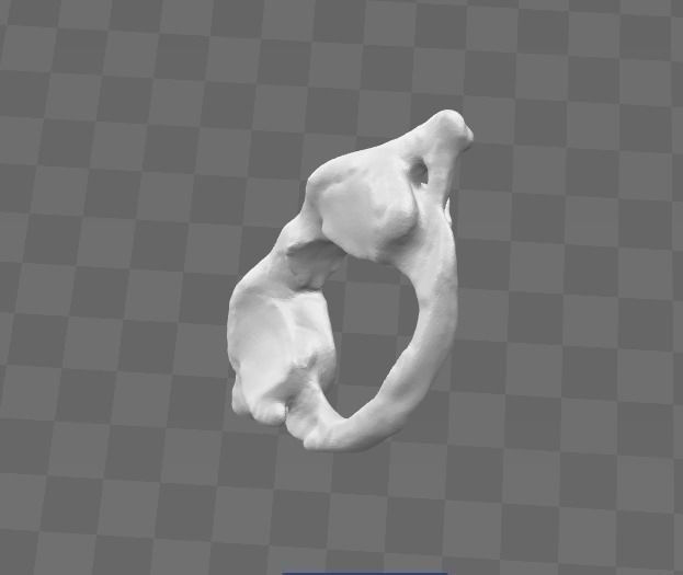 1st Cervical Vertebra - female 3D model_6
