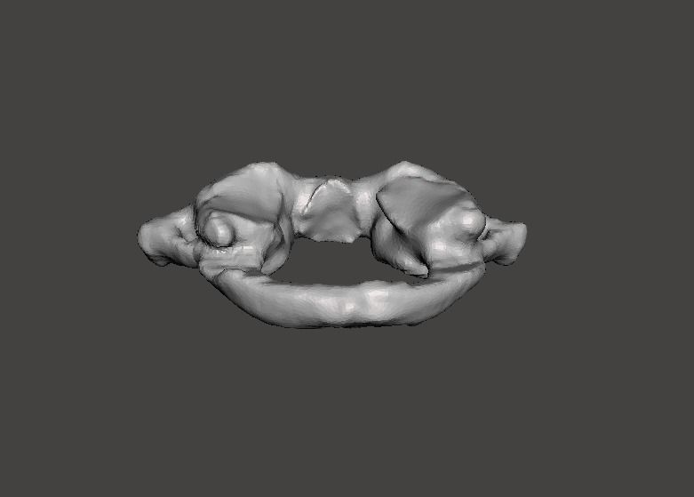 1st Cervical Vertebra - female 3D model_14