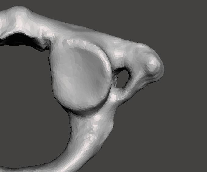 1st Cervical Vertebra - female 3D model_18
