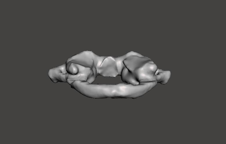 1st Cervical Vertebra - female 3D model_28
