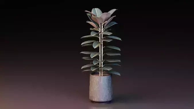 Rubber Plant Ficus Elastica