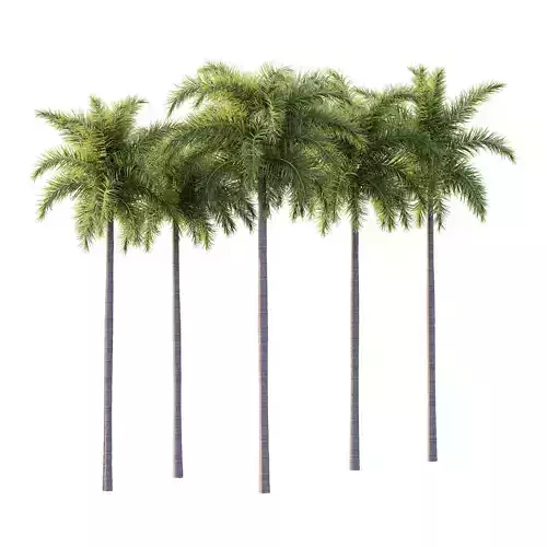 Roystonea Regia Tree 04