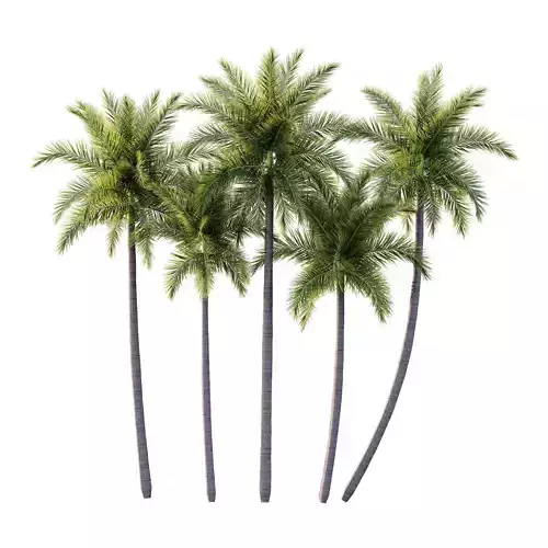 Roystonea Regia Tree 05