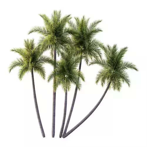 Roystonea Regia Tree 06