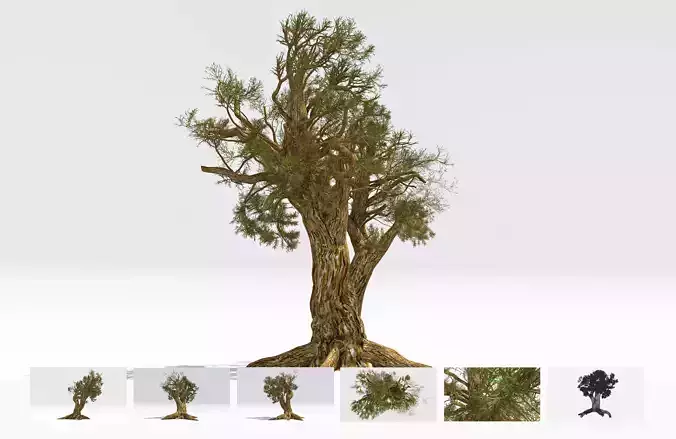 Pine Bristlecone Field-06