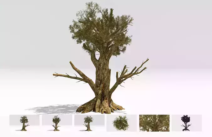 Pine Bristlecone Field-07