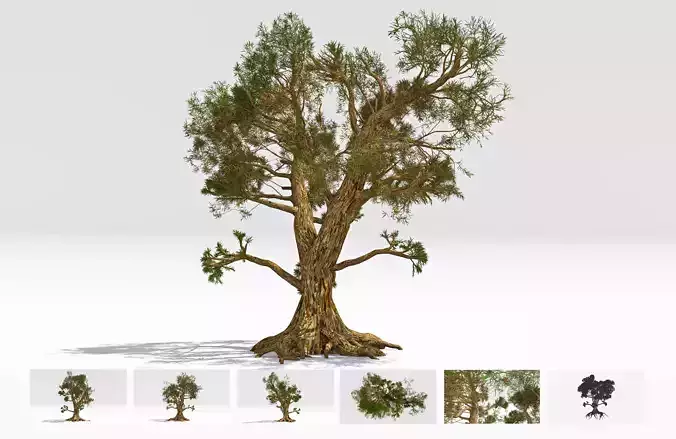 Pine Bristlecone Field-08