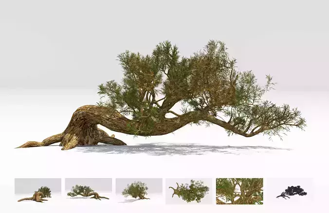 Pine Bristlecone Field-09