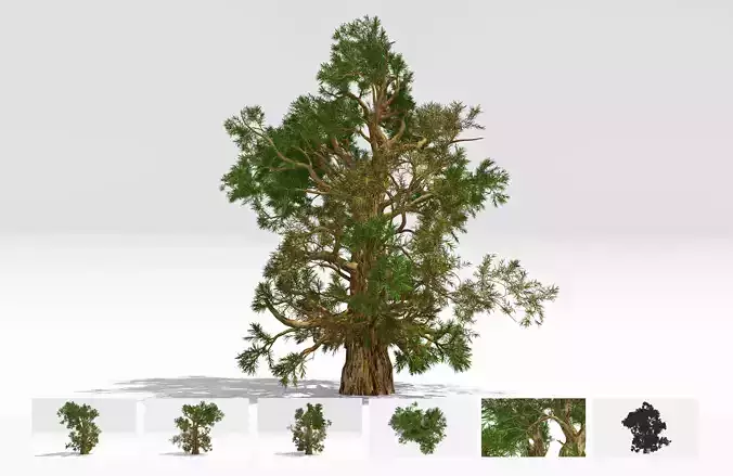 Pine Bristlecone Field-10