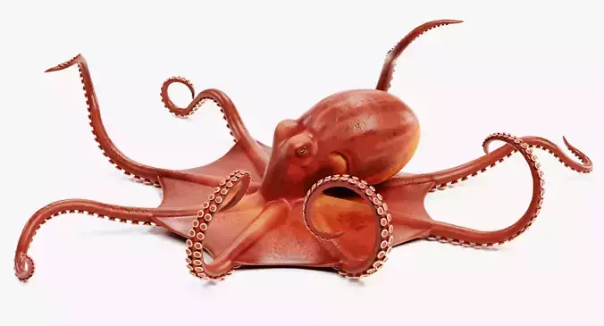 -Giant Pacific Octopus Rigged and Animated-