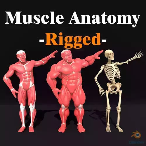 Rigged Muscle Anatomy  Skeleton Muscles Bodybuilder Anatomy