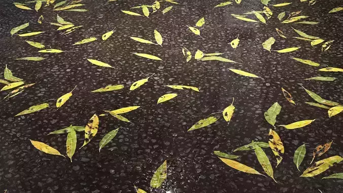 Leafy Flooded Asphalt 8K PBR Texture